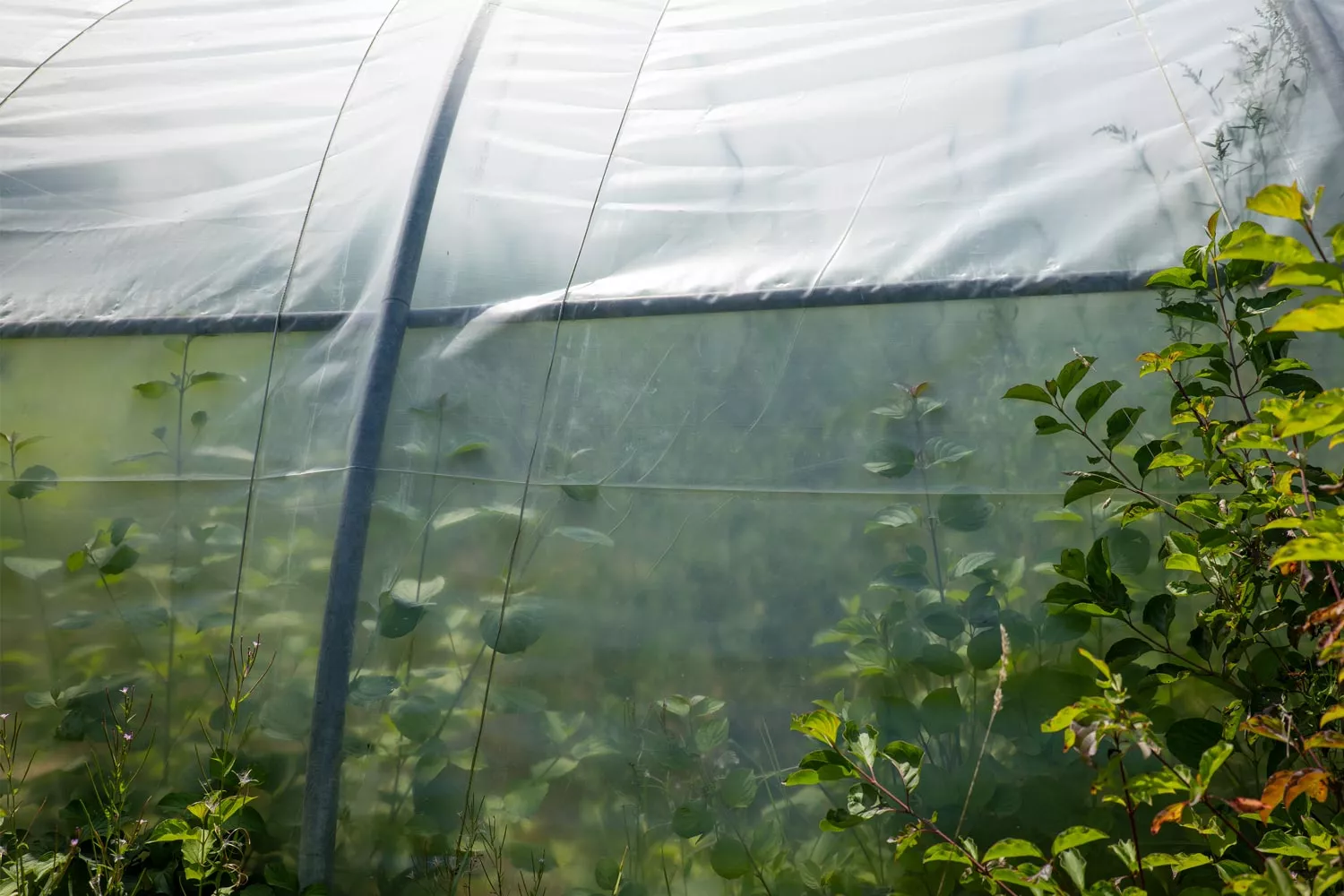 AGRIplus Gewächshausfolie GROWline UV3, 4 m breit, 150µ AGRIplus Gewächshausfolie GROWline UV3, 4 m breit, 150µ