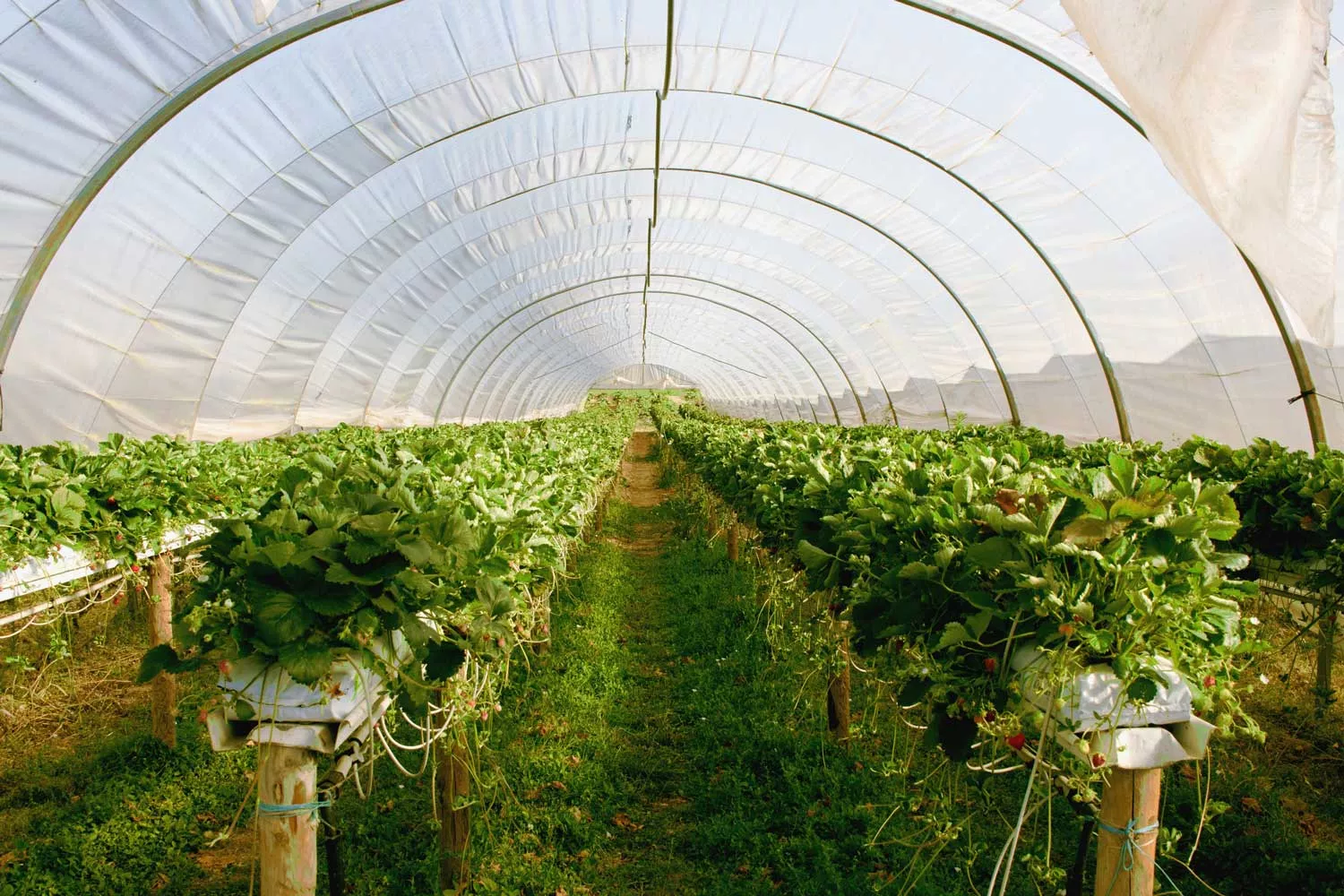 AGRIplus Gewächshausfolie GROWline UV3, 4 m breit, 150µ AGRIplus Gewächshausfolie GROWline UV3, 4 m breit, 150µ