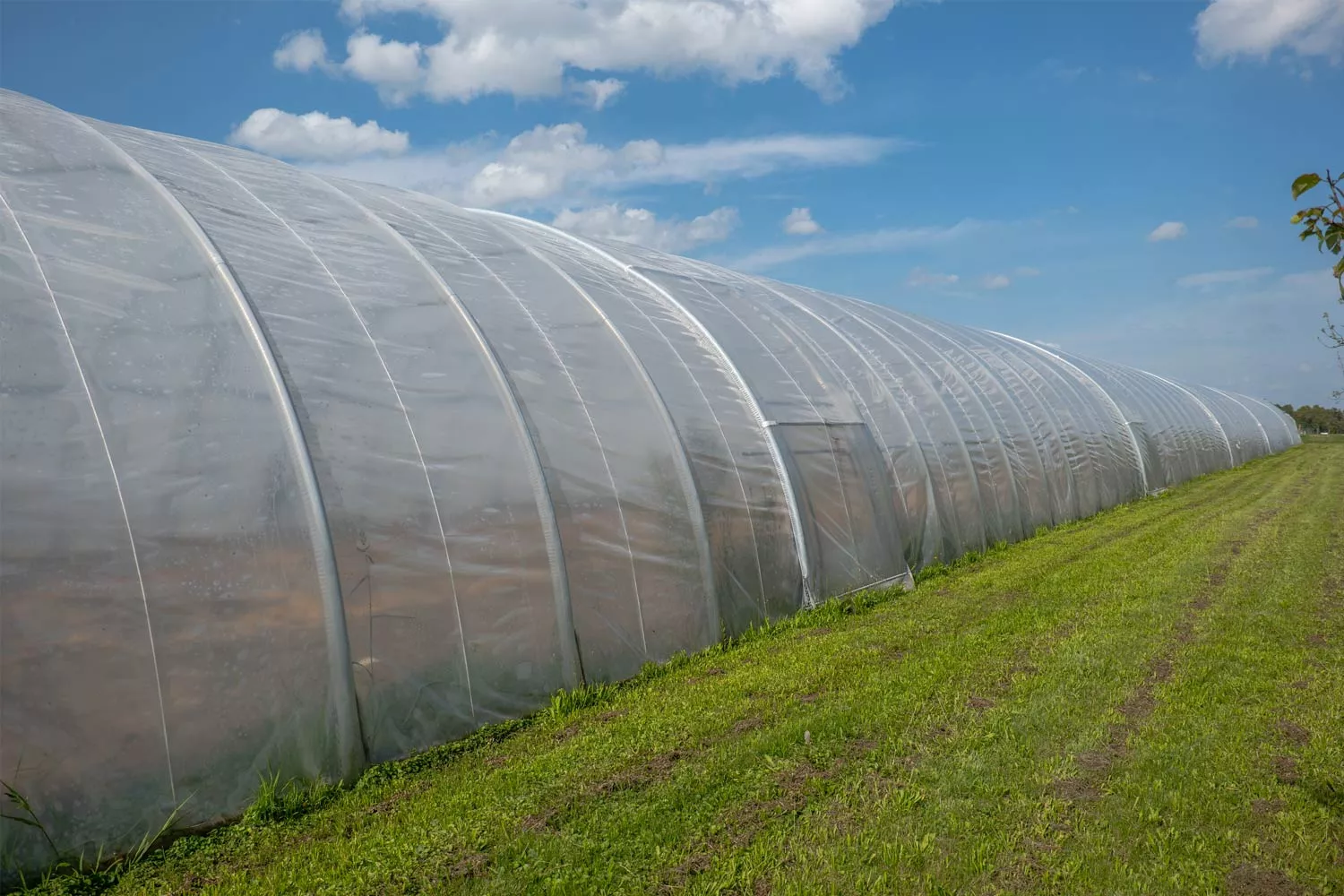 AGRIplus Gewächshausfolie GROWline UV3, 4 m breit, 150µ AGRIplus Gewächshausfolie GROWline UV3, 4 m breit, 150µ