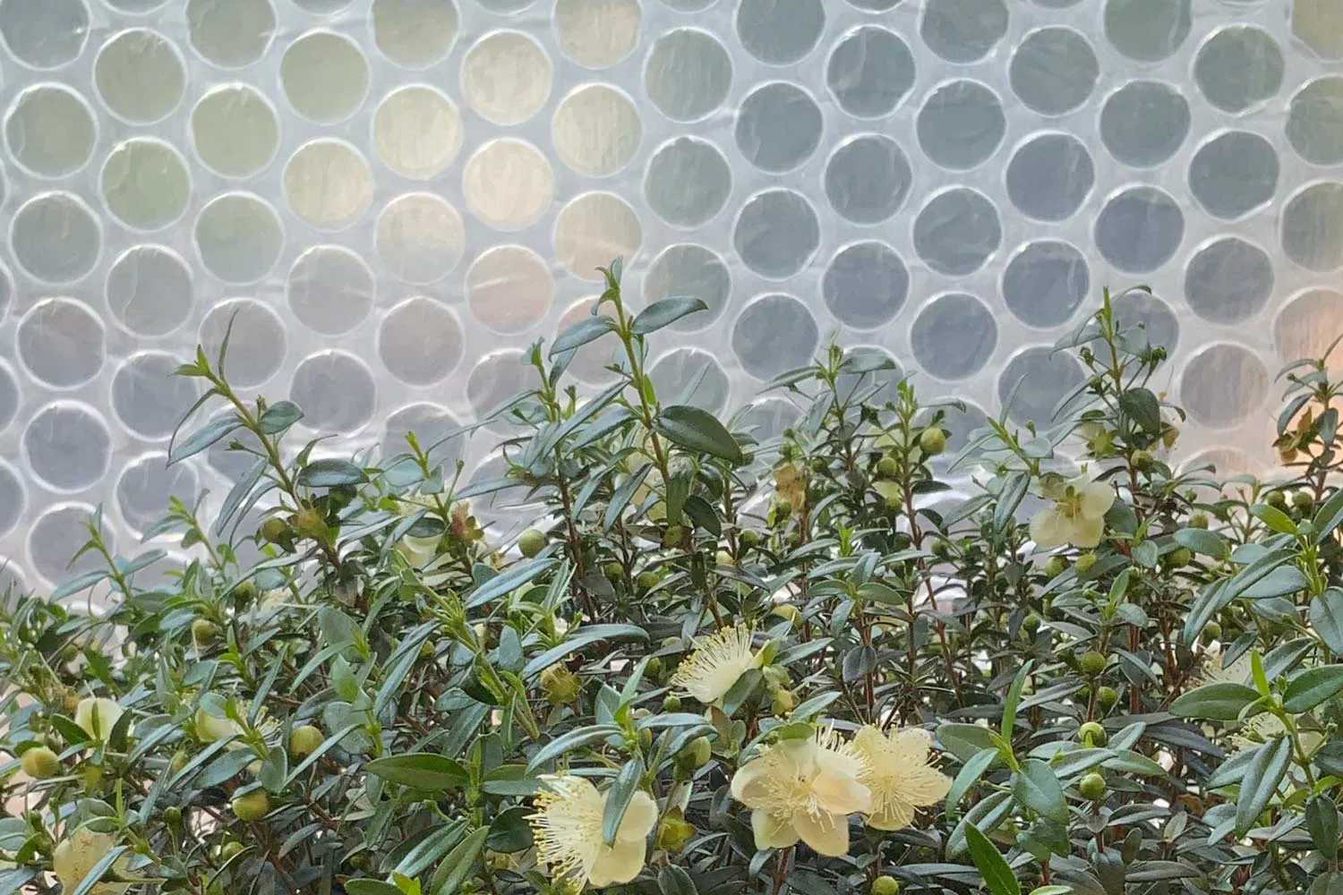 Isolierfolie 1 x 20 m "PRO 100" Isolierfolie 1 x 20 m "PRO 100"