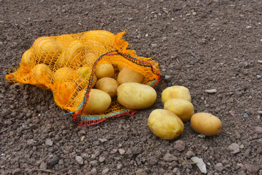 Kartoffelsäcke / Obstsäcke 10 kg mit Zugband, goldgelb, 370 x 590 mm
