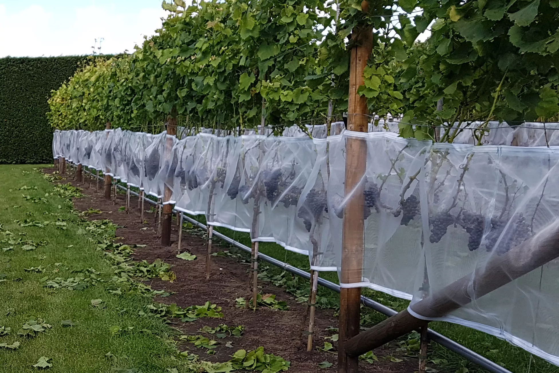 Traubennetz gegen Insekten 1 x 100 m Traubennetz gegen Insekten 1 x 100 m