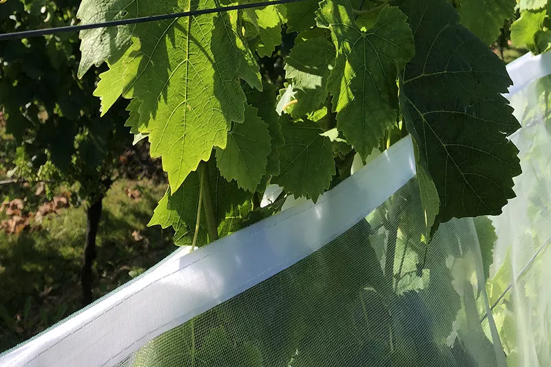 Traubennetz gegen Insekten 1 x 100 m Traubennetz gegen Insekten 1 x 100 m