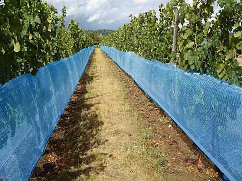 Traubennetz gegen Wespen 1,20 x 250 m Traubennetz gegen Wespen 1,20 x 250 m