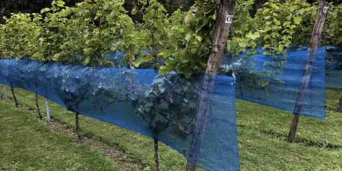 Traubennetz